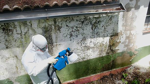 Top rated local Basement Mold Removal specialists in Wenonah, NJ